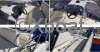 Ficha técnica SEALINE 305 STATESMAN
