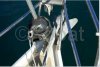 Velero usado VAN DE STADT 34